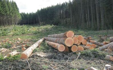Forestry Logs that are ready for transport and construction