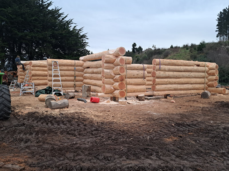 Douglas for log home